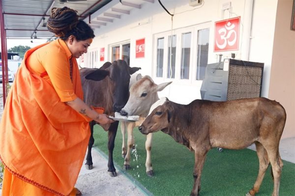 Gau seva — cow shelter