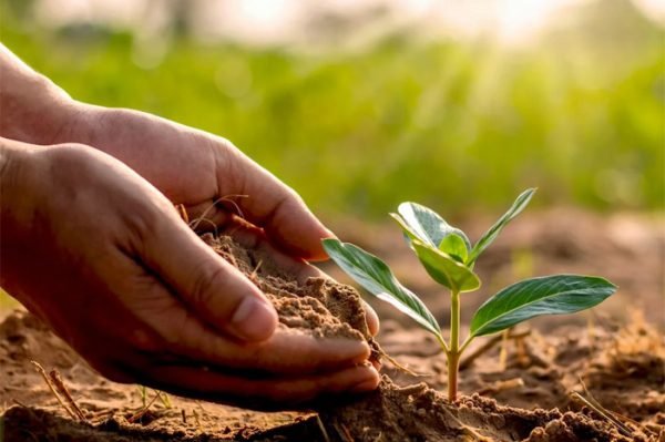 Plantation drive